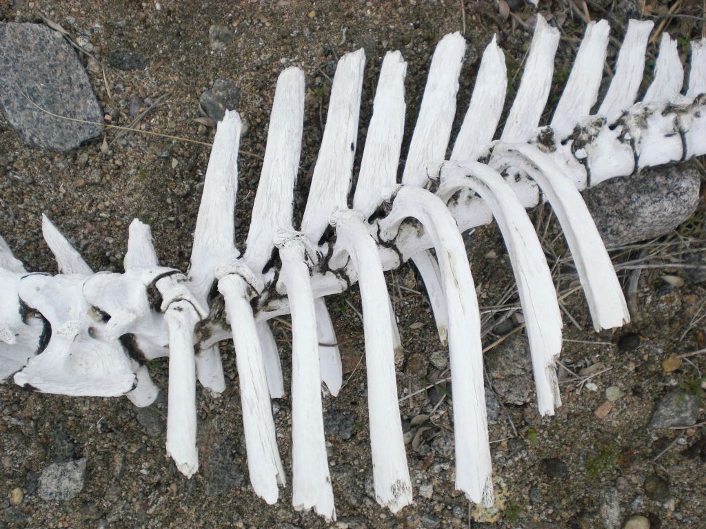 Horse bones can be found in Dead Horse Canyon:
