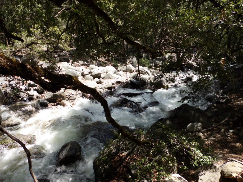 Ribbon Creek was flowing quite heavily during our visit at the end of April: