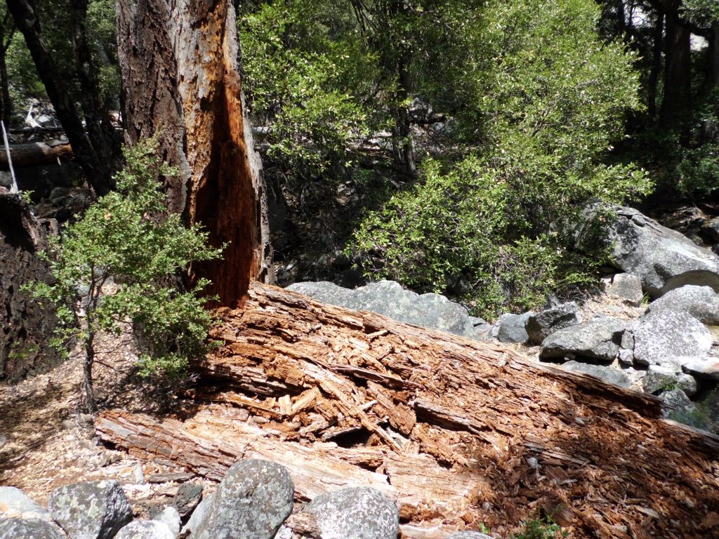 A partially fallen and decayed tree on the trail: