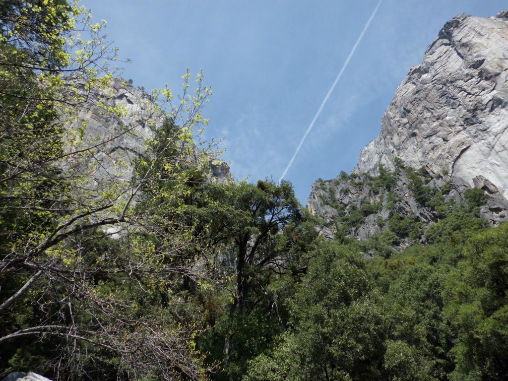 A thick forest can be seen looking up El Capitan Gully.  But this was not our destination, so we got back on the trail: