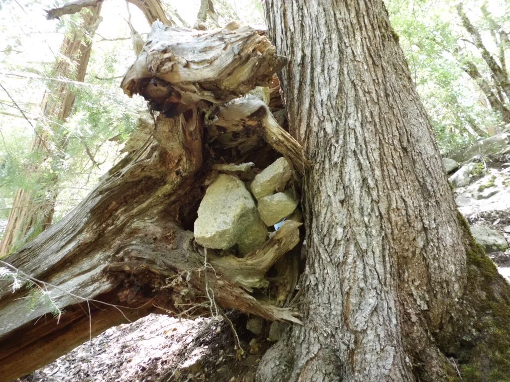 A set of rock cairns creatively put into the roots of a fallen tree: