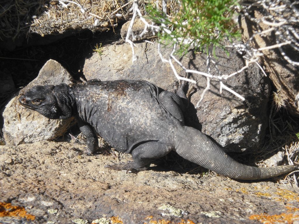 We spotted this chuckwalla during the hike back: