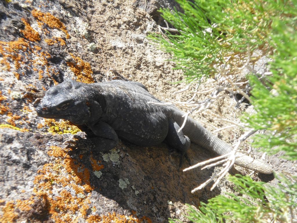 He climbed up on this rock to see what we were doing.  We have included our favorite picture of this chuckwalla on our Wildlife Page: