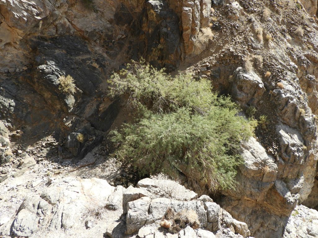 Once we safely climbed above the canyon, we had some nice views of Timpapah Spring.  Notice the sheep trail visible just above the green tree: