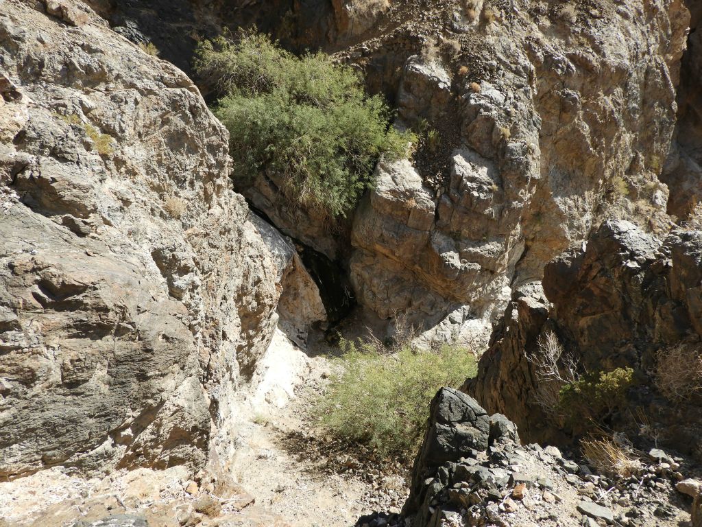 Small trees and plants thriving off the spring water: