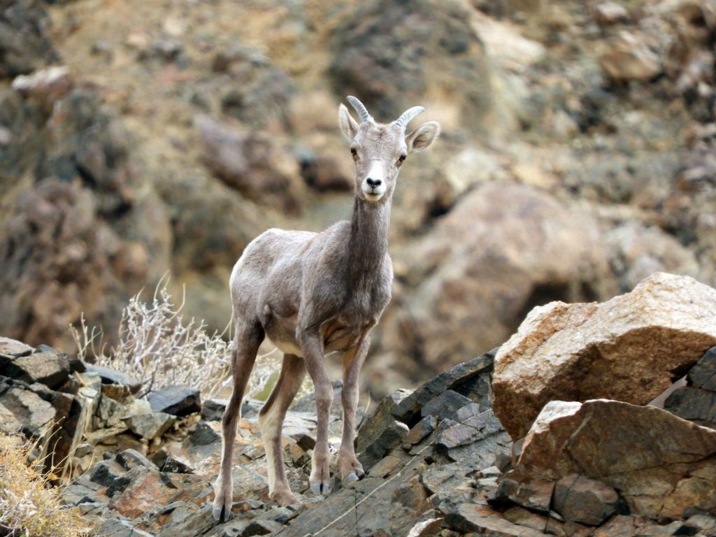 We were pleasantly surprised to see this Bighorn sheep lamb appear above Timpapah Spring: