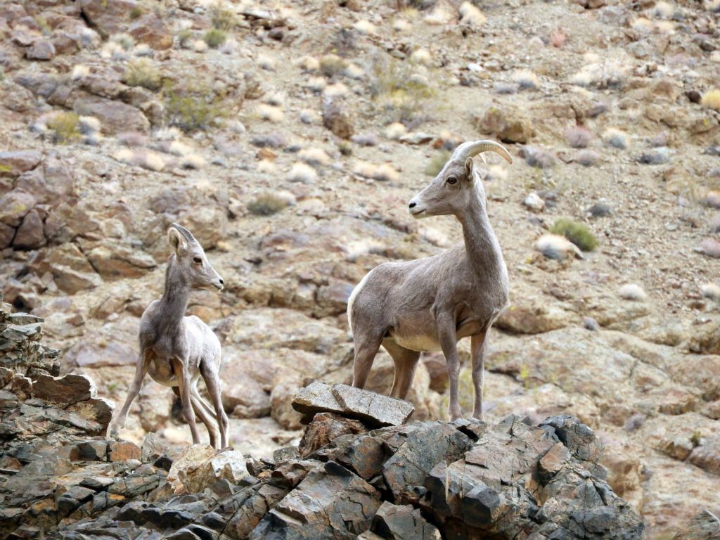 The Bighorn sheep mother was no doubt concerned upon seeing us and perhaps wondered if we were a threat: