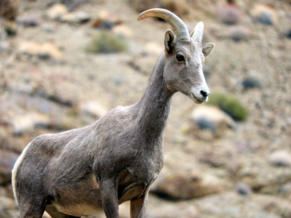 A close-up of the Bighorn sheep ewe: