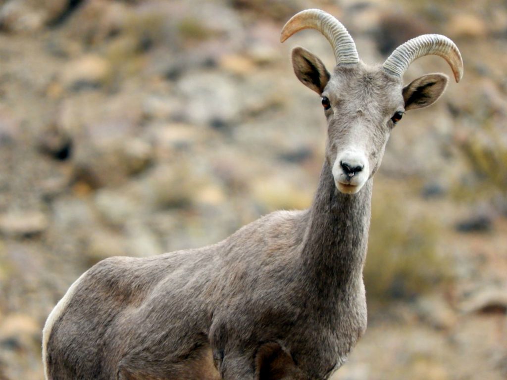 One final look as the mother stares straight across the gorge at us.  Such a beautiful coat of fur: