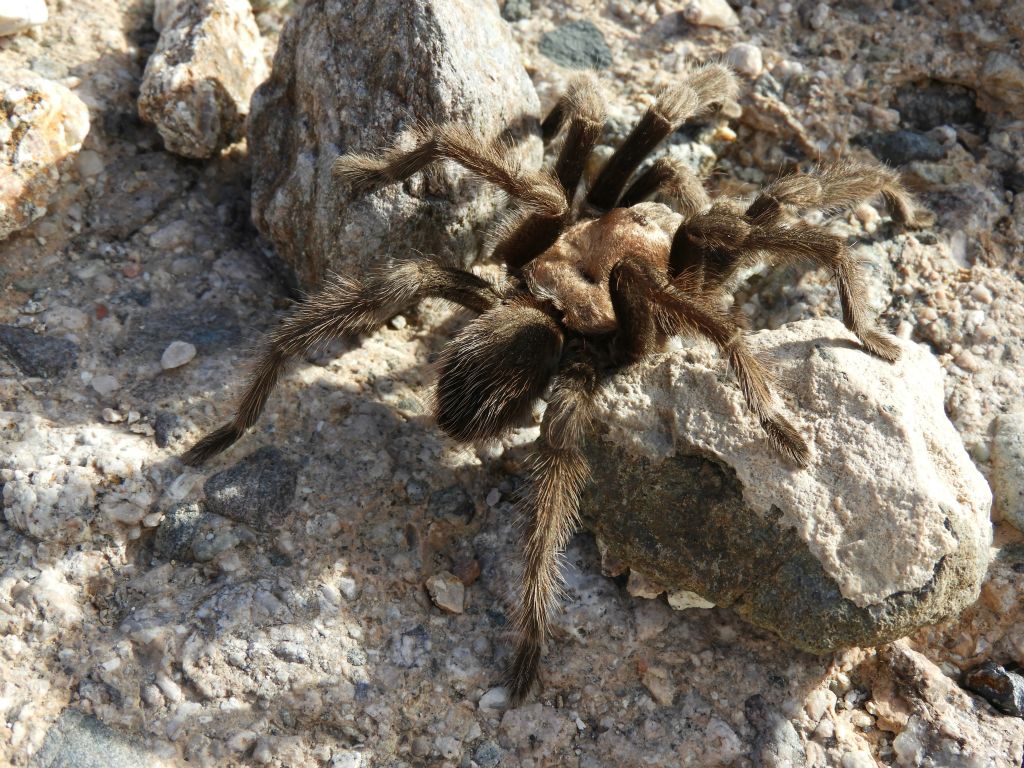On the hike back, we found a live tarantula crossing the wash: