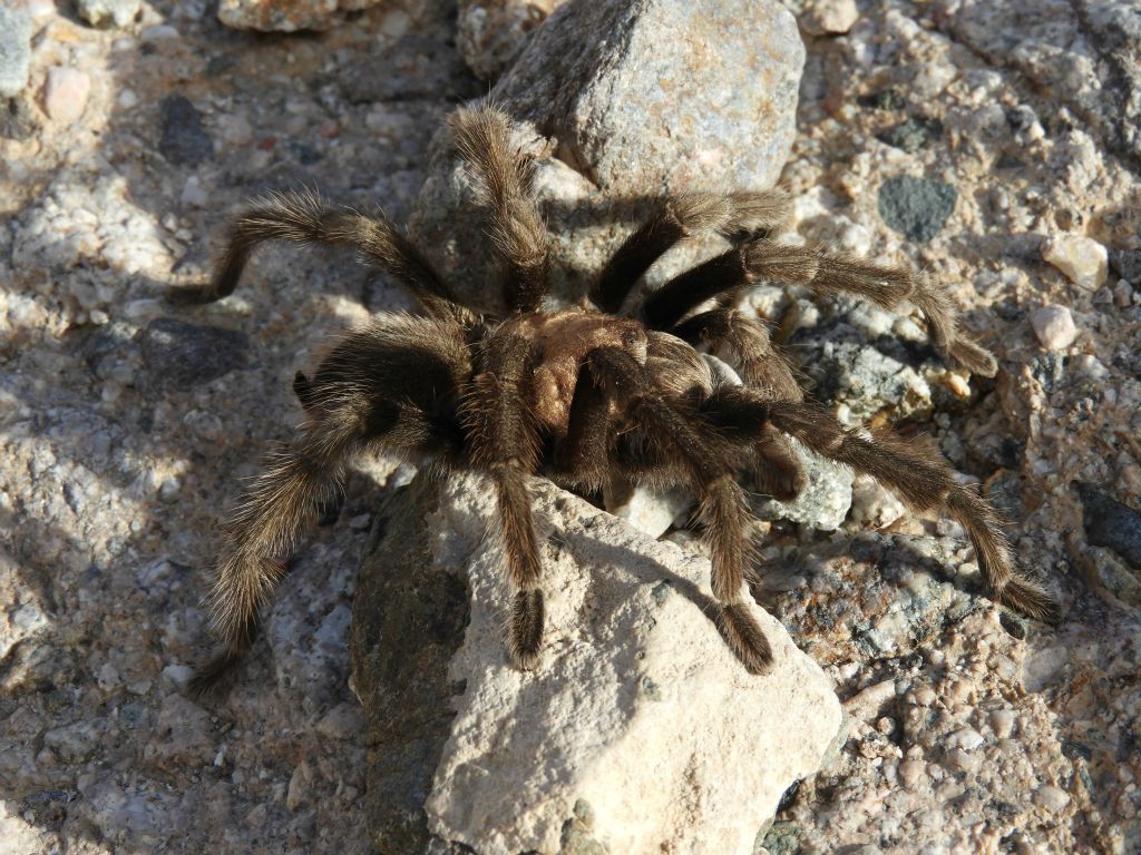 A really nice close-up of the tarantula in the afternoon sun: