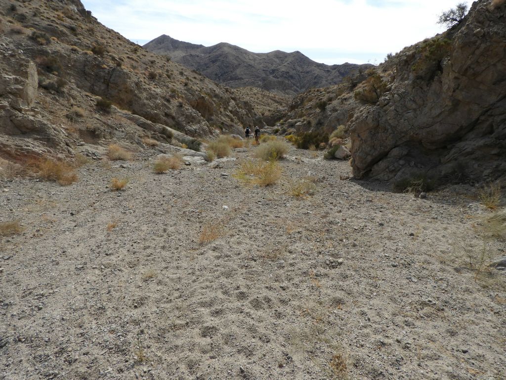 Notice how sandy the wash bottom is and how it is clearly frequented by Bighorn sheep:
