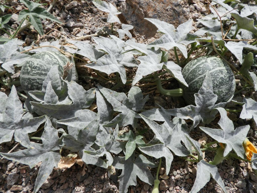 We found several patches of coyote gourds (or melons) growing in the wash: