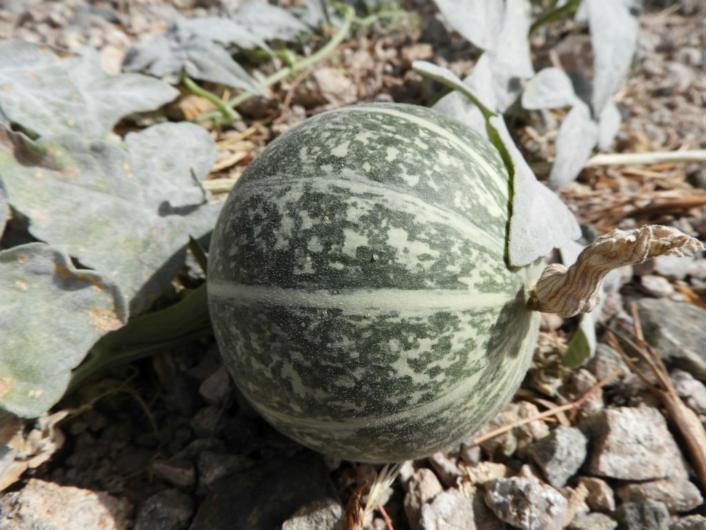 Coyote gourds are squash fruits that are inedible to humans because of being so bitter: