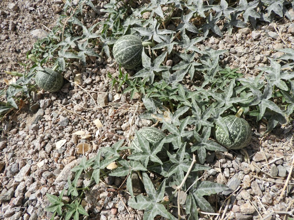 These green gourds will eventually ripen by turning yellow in color.  It is said that indians made use of the gourd seeds for food after grinding them down: