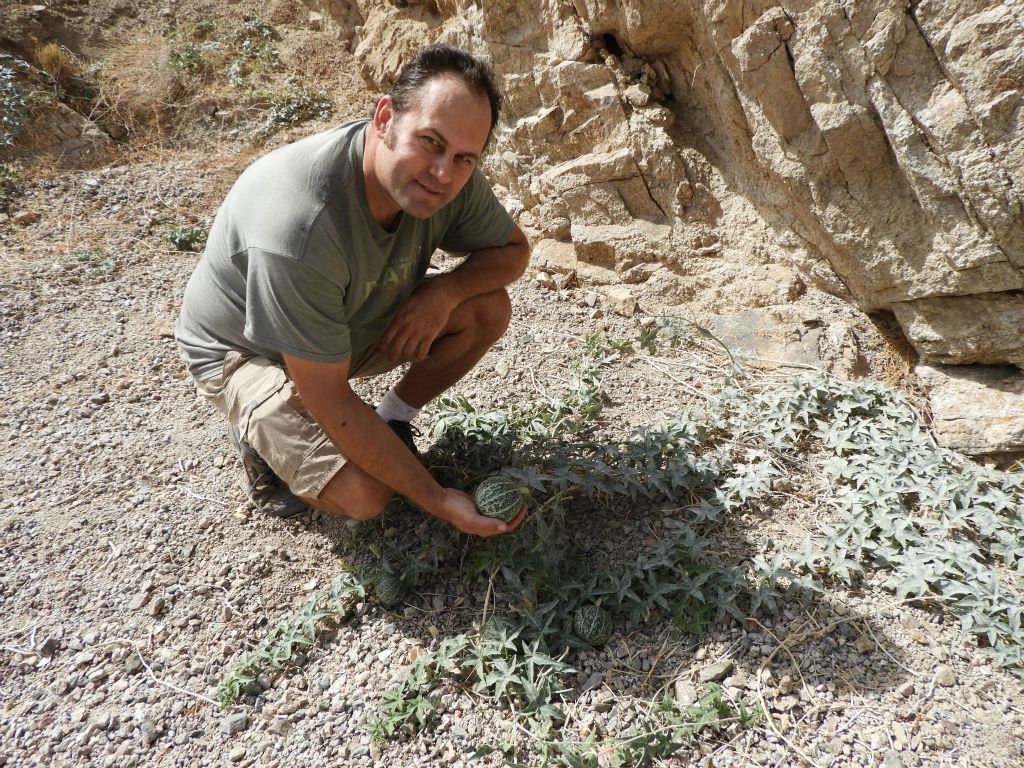 I had previously come across coyote gourds during other Death Valley hikes (such as in Monarch Canyon), but this was the largest display I had ever seen: