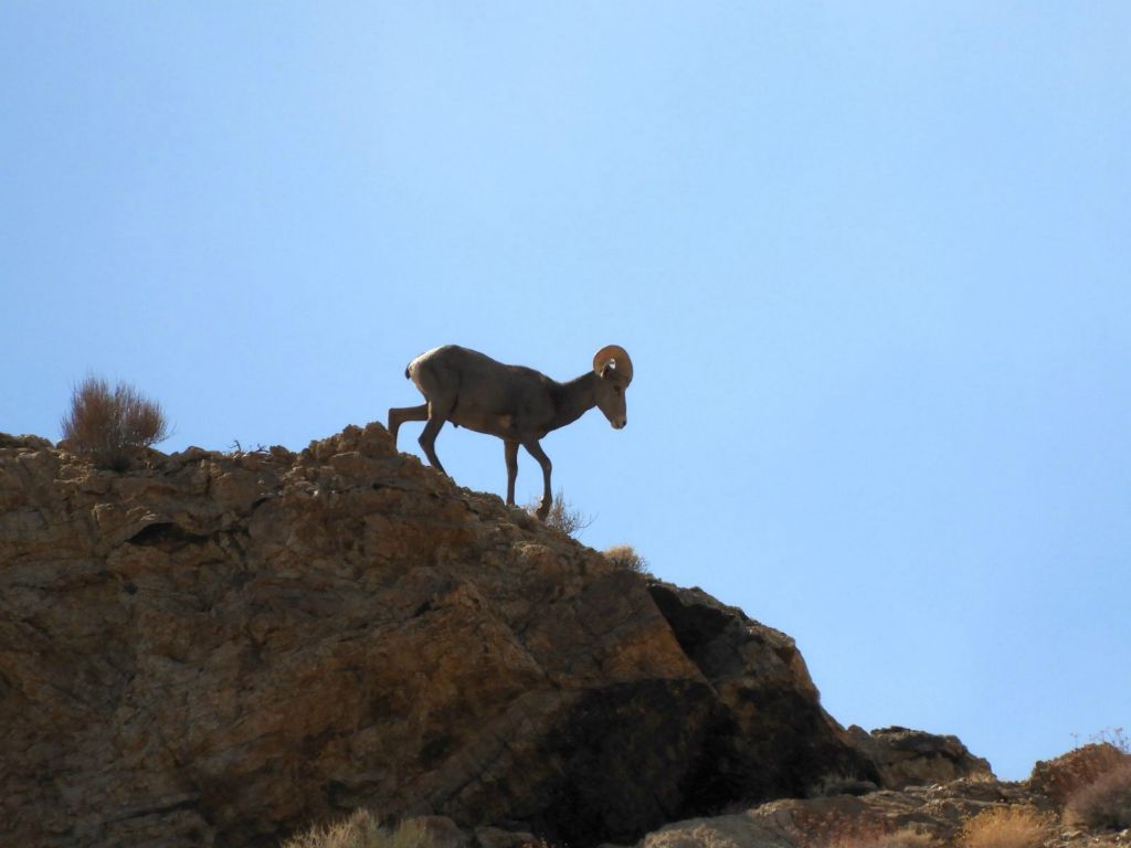 Here, he is scrambling down some rocks and will soon pass out of view: