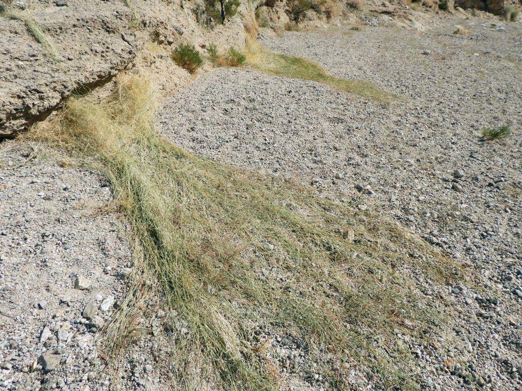 Some very long grasses which were growing out into the wash: