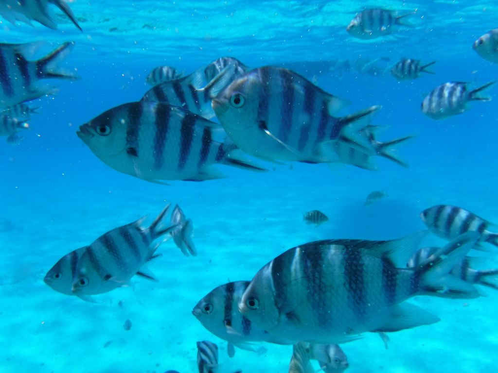 Getting swarmed by Scissortail sergeant tropical fish:
