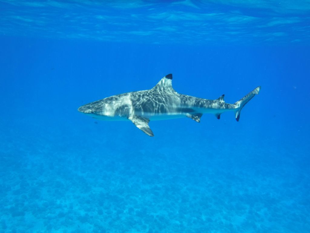 Nothing really prepares you for having sharks circling around you in the ocean: