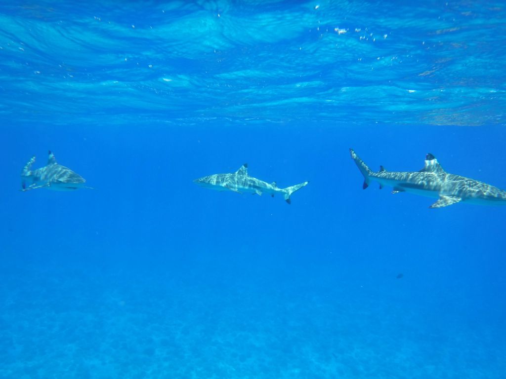 And then a third shark arrived.  Being that this was out in the ocean, there were very few fish, mainly just the sharks: