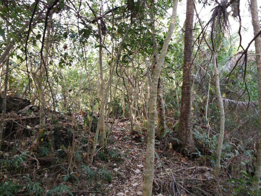 A fairly well-worn path is easy to follow as it winds through the trees: