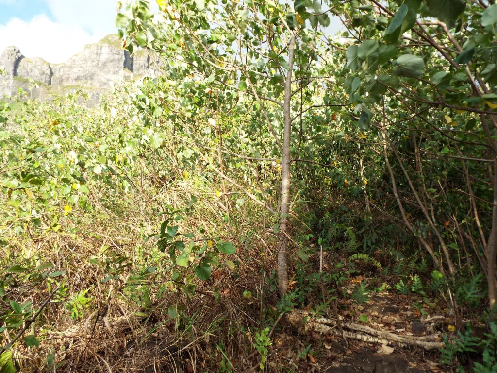 The dividing point between sun and shade.  This was the last shade we would see for a while: