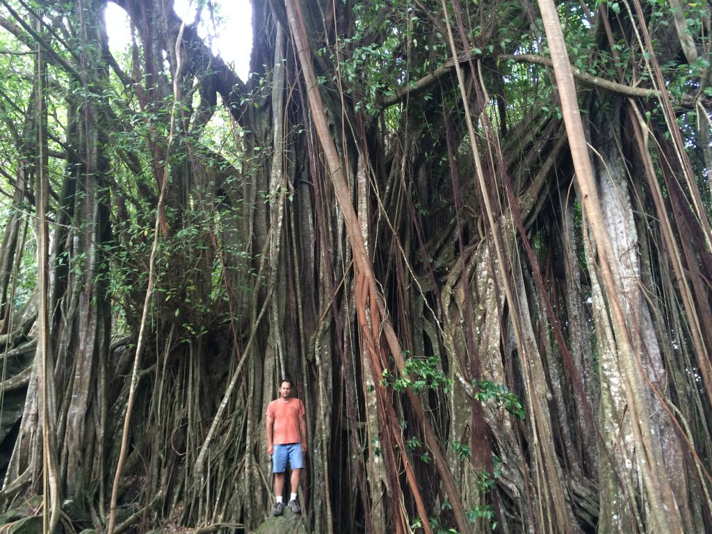 The best side hike that we did was to the "Tree of Life" Banyan tree, which is hidden away somewhere between Faanui and the slopes of Mount Ohue: