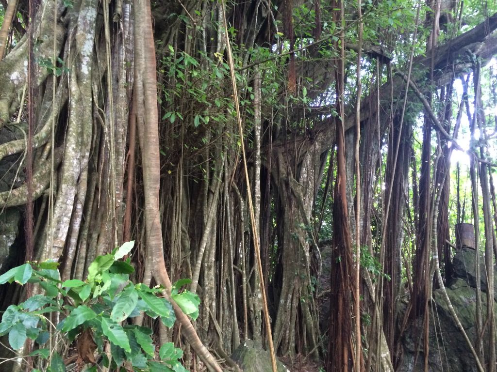 This is a single Banyan tree.  The aerial prop roots become secondary trunks which help support the branches: