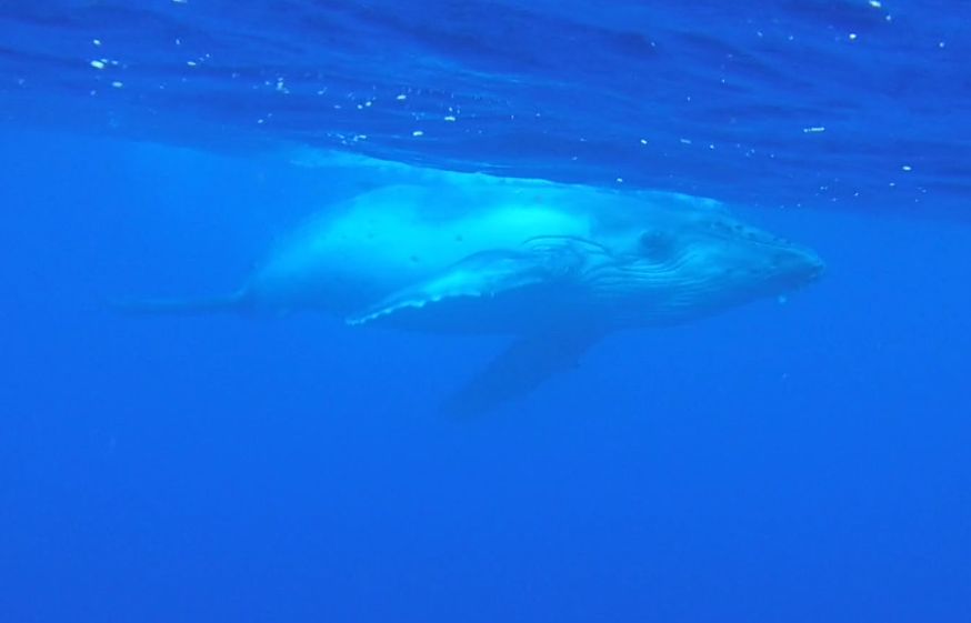 The highlight of our entire trip took place when we got in the water to swim and snorkel with Humpback whales in Bora Bora.  This is a newborn whale (or calf) which is estimated to be a few weeks old and already over 1 ton in weight: