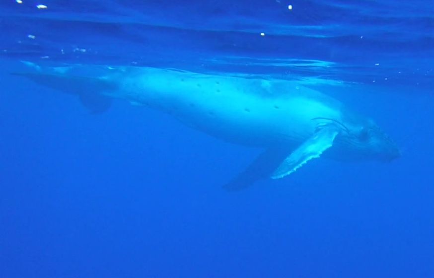 The body of the whale already has some markings on it, perhaps from predators or even an adult male Humpback trying to push the calf away from the mother: