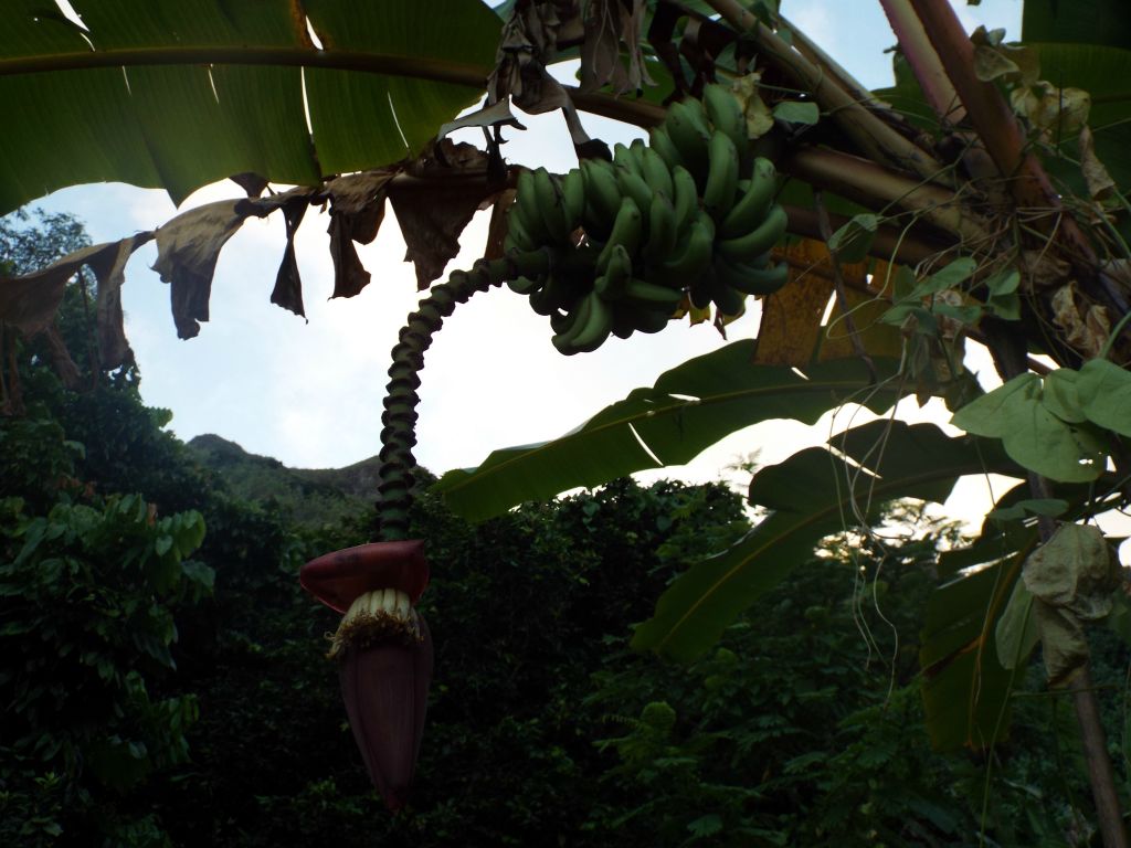 There were numerous fruit trees including bananas throughout the residential backroads: