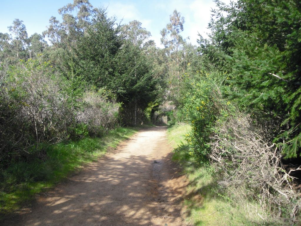 The hike starts out with the trail taking you through a thick canopy of trees: