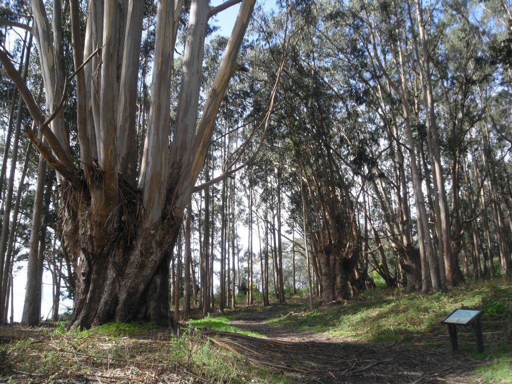 This includes passing through a giant grove of Eucalyptus trees: