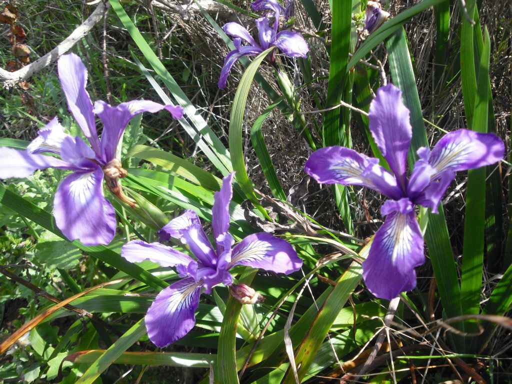 Purple Iris wildflowers were growing along the trail in February: