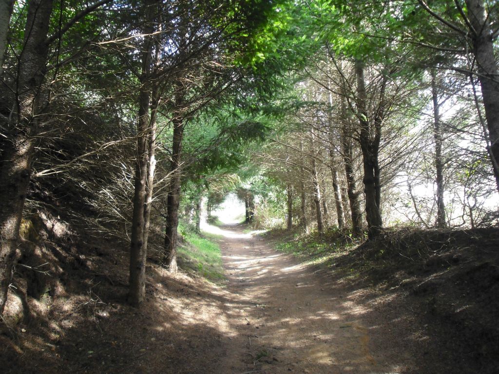 As the trail turns away from the ocean, it continues through a forested area: