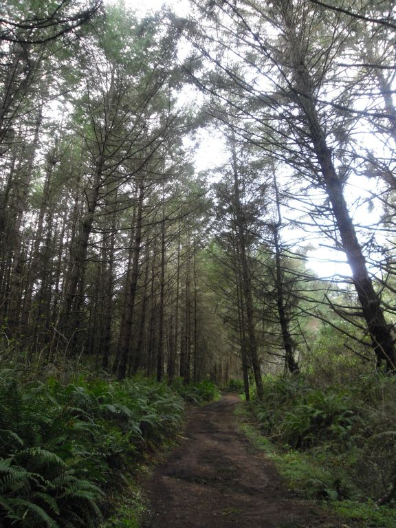 Following the trail through some towering trees in between the two lakes: