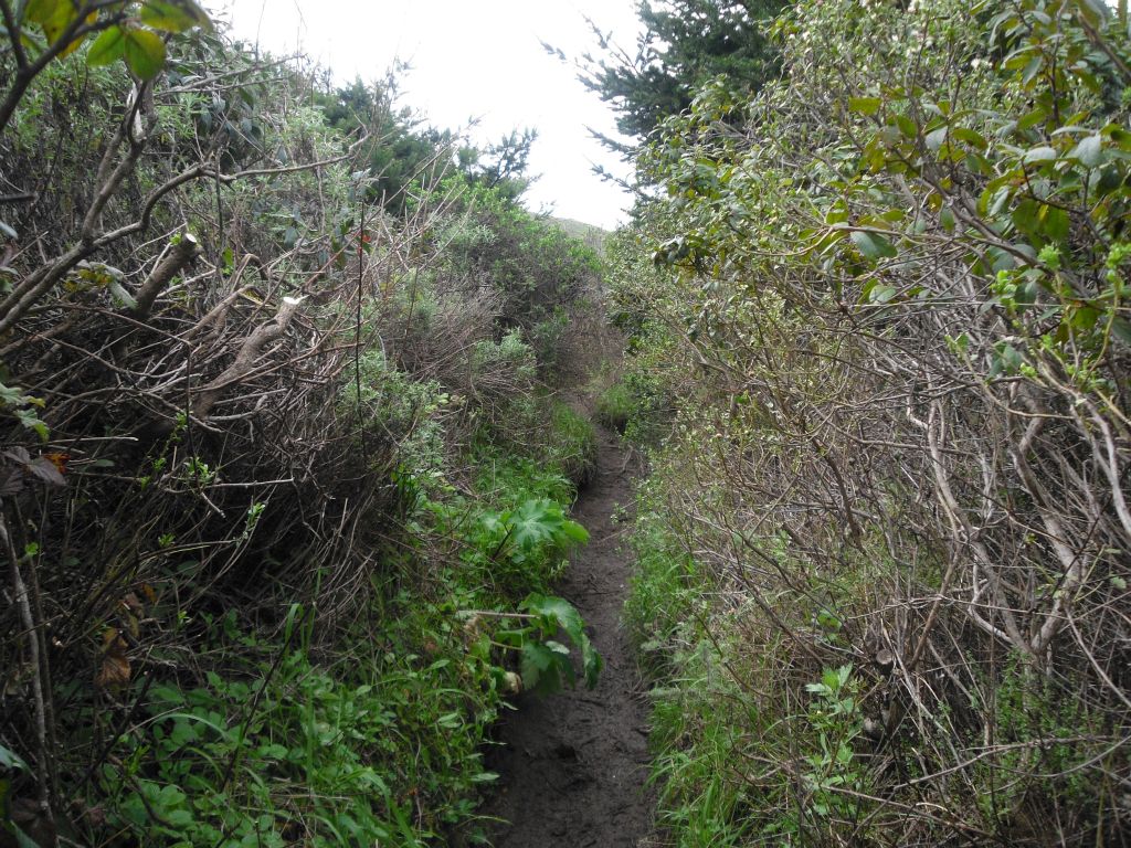 The brush is very thick and the trail is narrow.  Keep an eye out for poison oak in the late Spring and Summer: