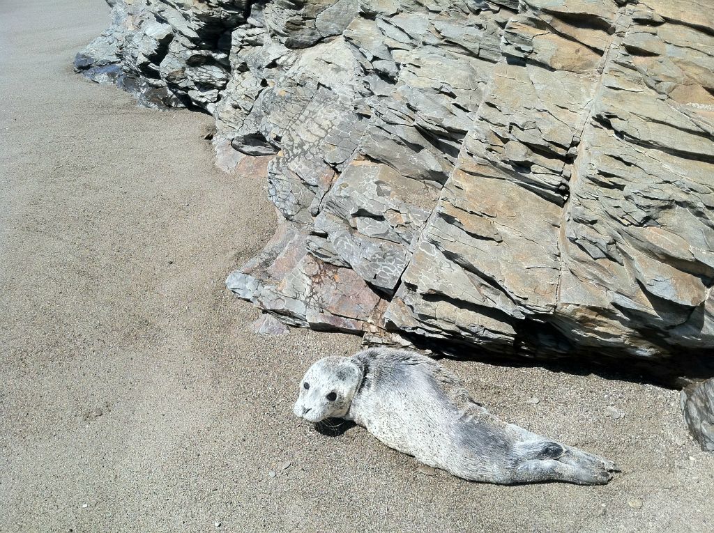 We found this baby harbor seal resting on the beach during our April 2011 hike.  His mother was out in the ocean feeding.  If you ever find a baby seal, leave it alone and do not worry about it or think it has been abandoned.  The mother will return to the beach after feeding to care for her young one: