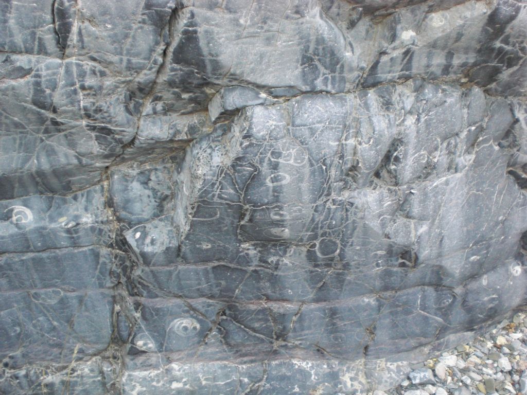While still in the 5th Narrows, fossils began appearing on the gorge walls:
