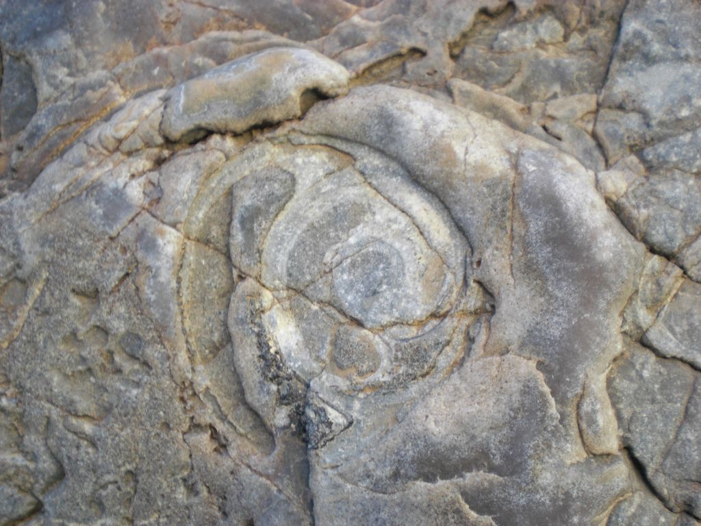 The fossils got more spectacular as we approached the beginning of the 4th Narrows, as seen in the next three pictures: