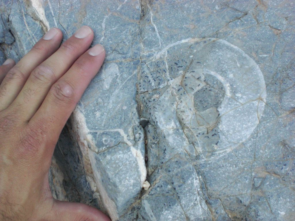 Steve using his hand to show the size of this particular fossil: