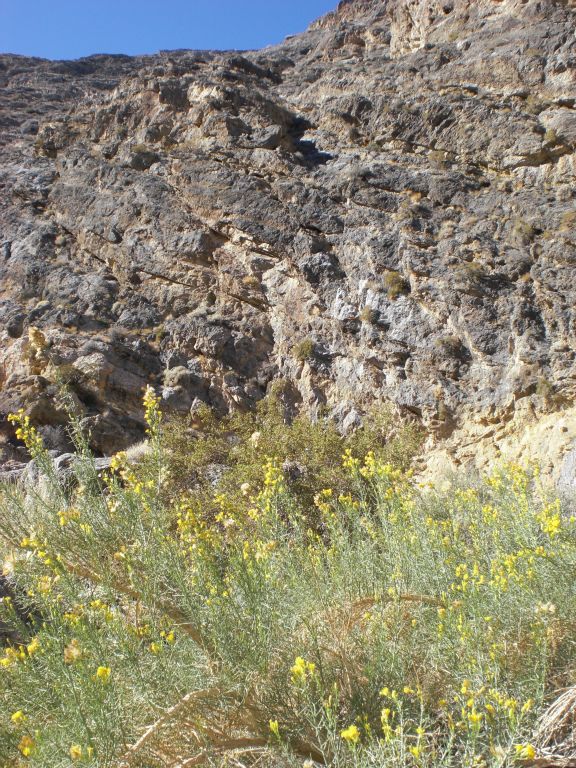 Flowers in bloom in the Fall, just prior to entering the 4th Narrows of Bighorn Gorge.  To continue the journey with us, visit the Trip Report for Upper Bighorn Gorge:
