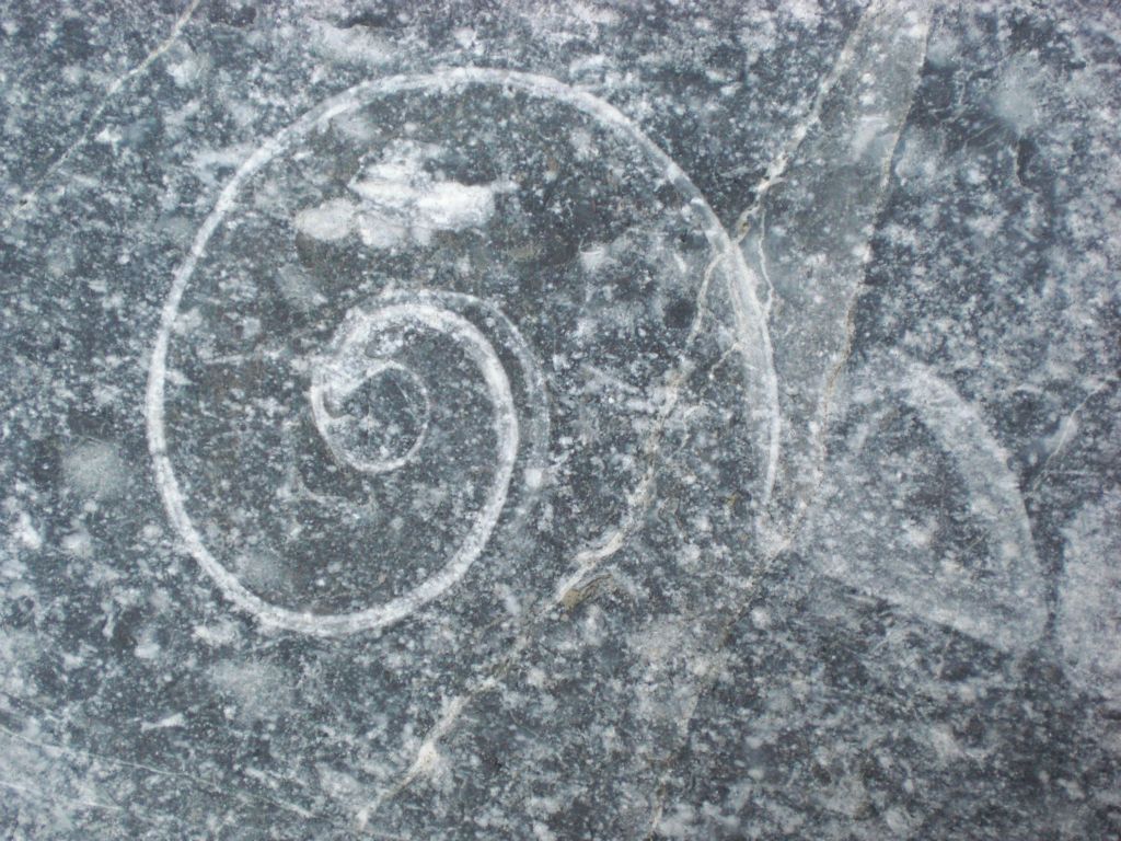 The swirling fossils were small and big, some were around 5 inches across: