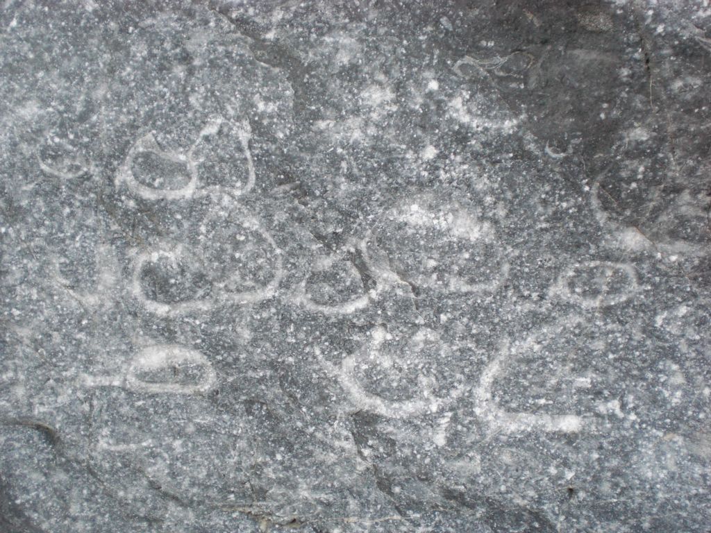 Smaller fossils all preserved in a group next to each other: