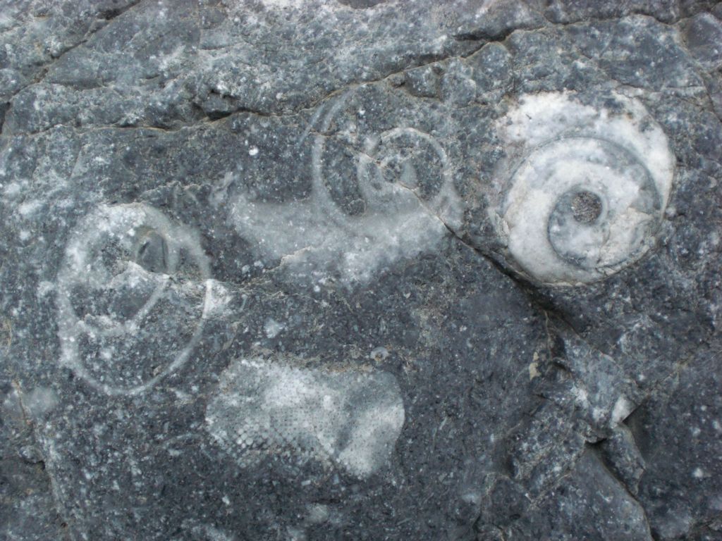 These four fossils show you the variety which is on display here: