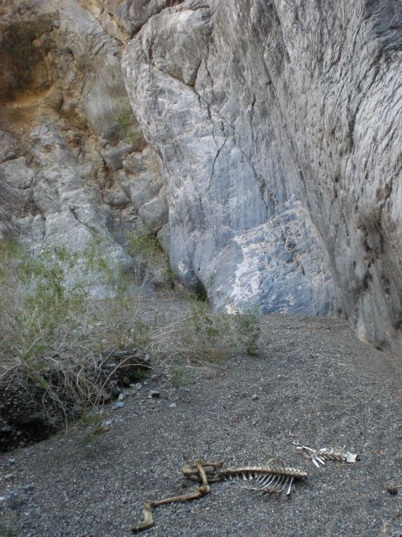 What appears to be a Bighorn sheep seems to have met an untimely end in Bighorn Gorge: