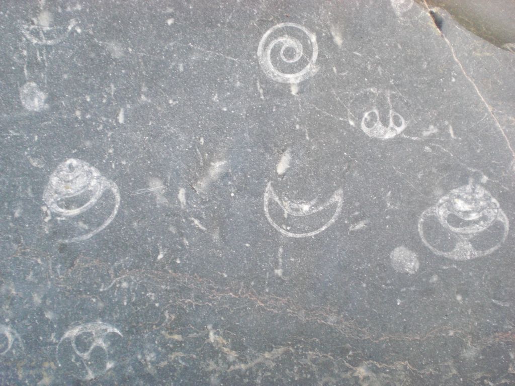 Fossils once again catching our attention and slowing the hike down as we took photos: