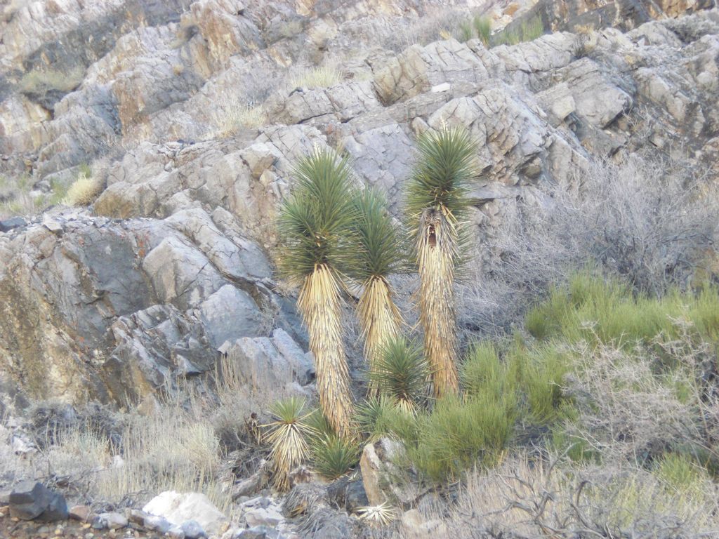 Joshua trees appeared near the head of the gorge: