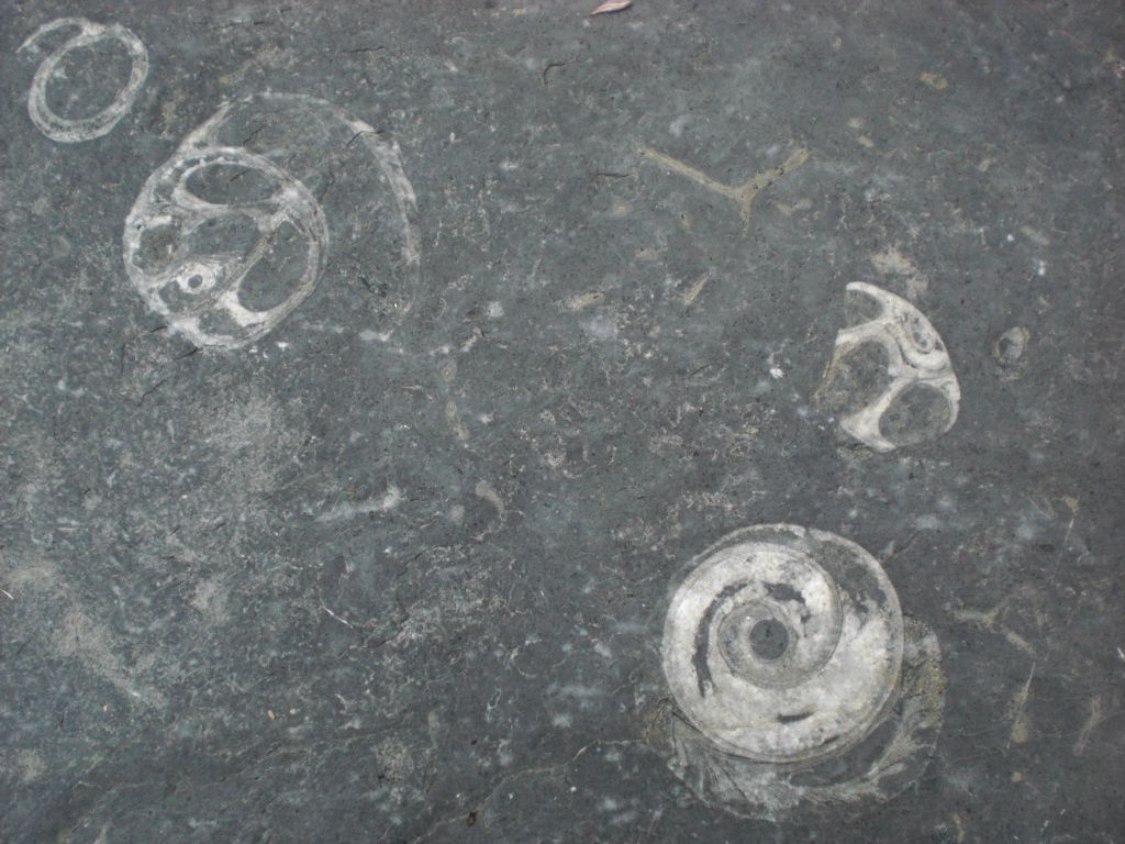 On the way back down, we didn't stop much.  But we did take the time to check out some more fossils: